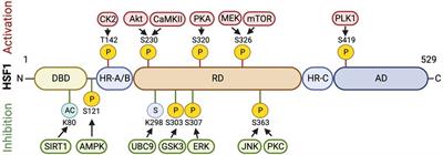 Proteotoxic stress response in atherosclerotic cardiovascular disease: Emerging role of heat shock factor 1